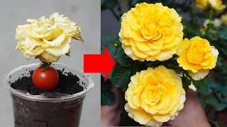 Epic Gardening Propagate Roses From Buds In 5 Easy Steps