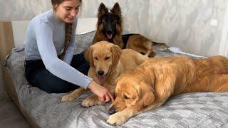 Golden Retriever Dad Teaches His Puppy Good Manners