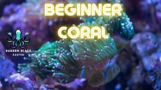 What are the 5 Must-Have Corals for a Beginner Reef Tank