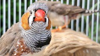 This video will keep your bird from being lonely  Zebra finch sound. Finches bird