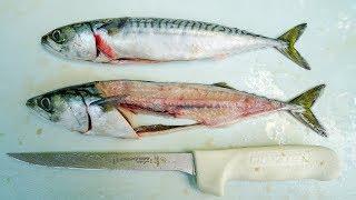 How to Fillet and Clean Atlantic Mackerel