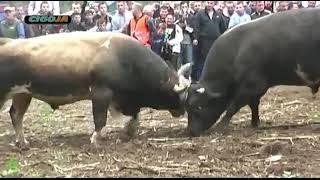 Borba bikova  Bikovi ubili ljude  Opasni bikovi  bh koride  cigoja  bikovi 2021  korida bih #4