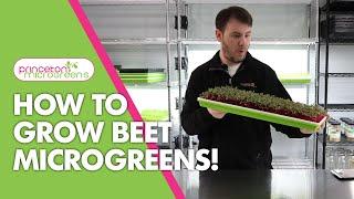 How to grow Beet Microgreens