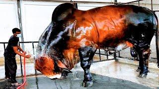 20 Largest Cows in the World