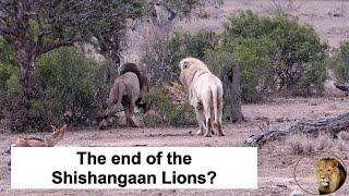 Is This The End Of The Shishangaan Lion Coalition? Casper The White Lion And Brothers