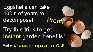 How to unlock the potential of eggshells in your garden