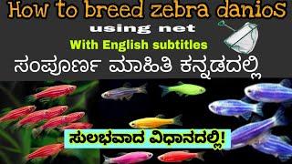 How to breed Zebra daniosZebra ಮೀನುಗಳನ್ನು ಹೇಗೆ ಬ್ರೀಡ್ ಮಾಡುವುದುFind genders in zebra fishes