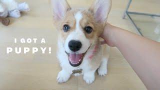 I got a 10 weeks old corgi puppy  heres my first month with her