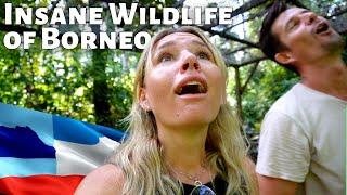 Flying To Borneo Just For That ONE MOMENT A Crazy Wildlife Experience