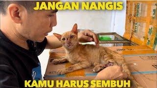 AKU CUMA KUCING KAMPUNG YANG TIDAK BERHARGA