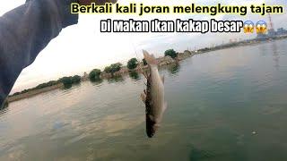 Beginilah Yang Terjadi Saat Mancing Ikan Kakap Besar Dengan Umpan Ikan belanak