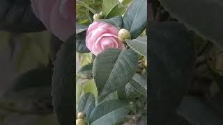 camellia flower #camellia #pinkflowers #flower #plants #shorts #nature #dehradun #uttrakhand #india