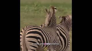 Wild Animals Playing Adventure - The Cutest Moments #wildlife #wildanimals #animalplay