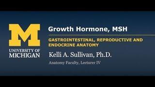 Endocrine System Growth Hormone
