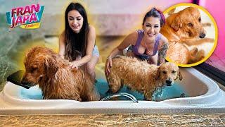 BANHO DE BANHEIRA COM MEUS CACHORROS  - Fran Japa