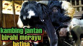 Suara kambing kawinSuara kambing embe  kambing jantan birahi merayu betinasuara kambing birahi