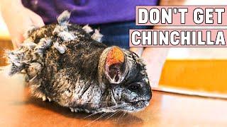 Dont Get Chinchilla Until You Watch This Reasons Not To Get a Chinchilla