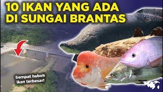 SEMPAT VIRAL 10 IKAN YANG ADA DI SUNGAI BRANTAS INDONESIA ADA ARAPAIMA PREDATOR RAKSASA?