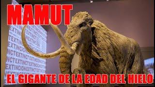 EXPOSICION CAIXA FORUM  MAMUT EL GIGANTE DE LA EDAD DEL HIELO