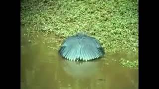 Bird that feels shy while drinking water