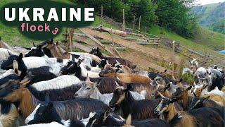 A HERD OF GOATS AND SHEEP. Transcarpathia Ukraine. part 3