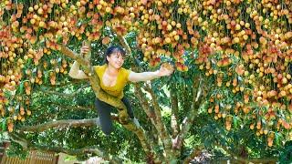 Harvesting Lychee Fruit Goes To Countryside Market Sell Make Lychee Syrup  Free Bushcraft