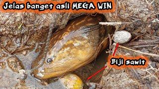 MANCING BELUT MONSTER PAS DI SARANG NYA GAK TAKUT SAMA ORANG Parit baru cuci setelah 5 tahun