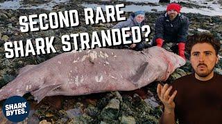 TWO Small-Tooth Sand Tiger Shark Strandings in UK?