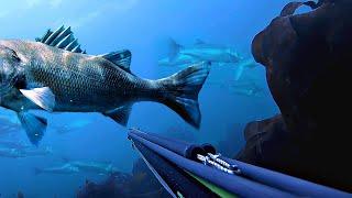 Top 20 Spearfishing Moments 2020