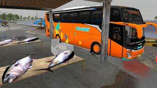 Ada Ikan Raksasa di Map Palopo - Bus Simulator Indonesia