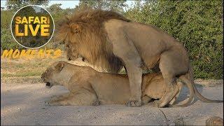 #ThrowbackThursday Birmingham Boy Lion Mating with Amber Eyes
