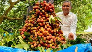 Harvesting A Lot Of Lychee Fruit Goes To Market Sell   Farm Life  Mubashir Saddique  Village Food