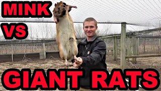 Mink and Dogs Clean Up GIANT Rat Infestation