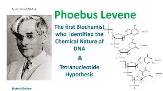 Phoebus Levene  The first man who identified the components of DNA  Tetra nucleotide Hypothesis