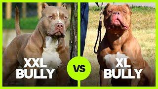 XXL Bully vs XL Bully Is the difference just the size?