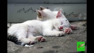 No Ads Cats purring and calming Panio & Harp music  deep relaxation sleep music stress relief