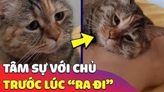 Xúc động hình ảnh CHÚ MÈO ngồi tâm sự với chủ lần cuối trước lúc RA ĐI  Gâu Đần