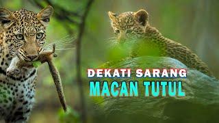 NEKAT Dekati SARANG MACAN TUTUL Di HUTAN Penelusuran