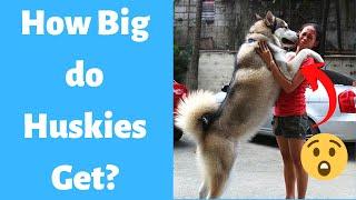 How Big Do Huskies Get?  Husky Size and Growth Stages 