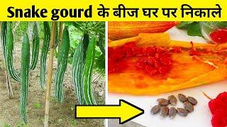 how to make snake gourd seeds  how to collect snake gourd seeds desi tarike se beej banaye