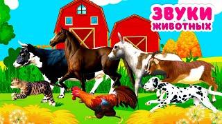 Звуки домашних животных для детей Как говорят животные корова лошадь свинья овца