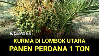 Kurma Lombok Utara Wakili Indonesia pada Festival Kurma Internasional di Abu Dhabi