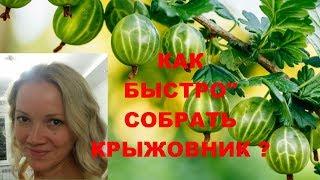 Как собрать крыжовник и не уколоться ? Смотрите 