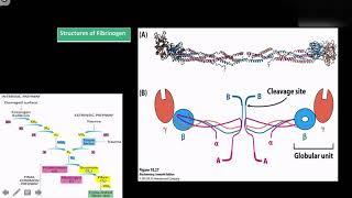 Enzymatic Regulation Strategies Full video