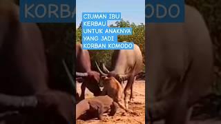 CIUMAN TERAKHIR  IBU KERBAU UNTUK ANAKNYA YANG JADI KORBAN KOMODO #komodo #ntt #labuanbajo