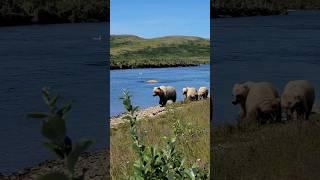 Mother Grizzly Bear and Three Cubs Close Encounter