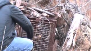 Mountain lion caught in hunters trap