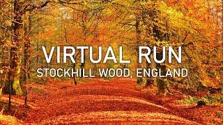 Virtual Run  Stockhill Wood in Autumn  Mendip Hills  4K POV Treadmill Scenery