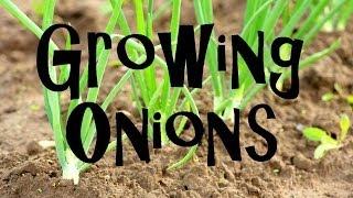 How to Plant Grow & Harvest Onions from Start to Finish