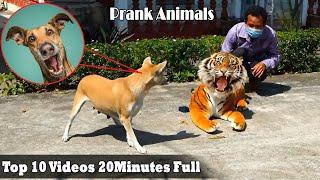 Fake tiger prank dog 2022  Try not to laugh